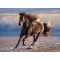 Puzzle Clementoni High Quality Collection Free Horse 1000 pz